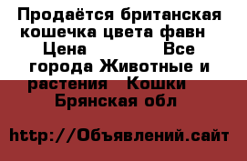 Продаётся британская кошечка цвета фавн › Цена ­ 10 000 - Все города Животные и растения » Кошки   . Брянская обл.